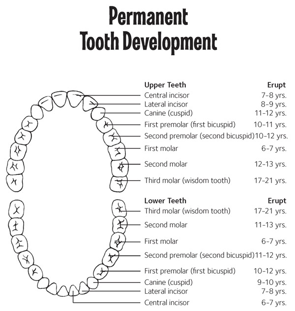 Permanent Teeth Chart